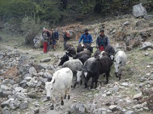 Trekking du Langtang – 2ème partie : l'Himalaya en plein cœur