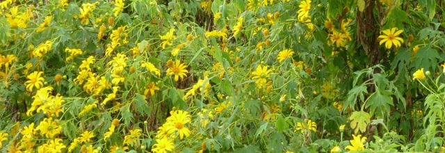 Fleurs jaunes
