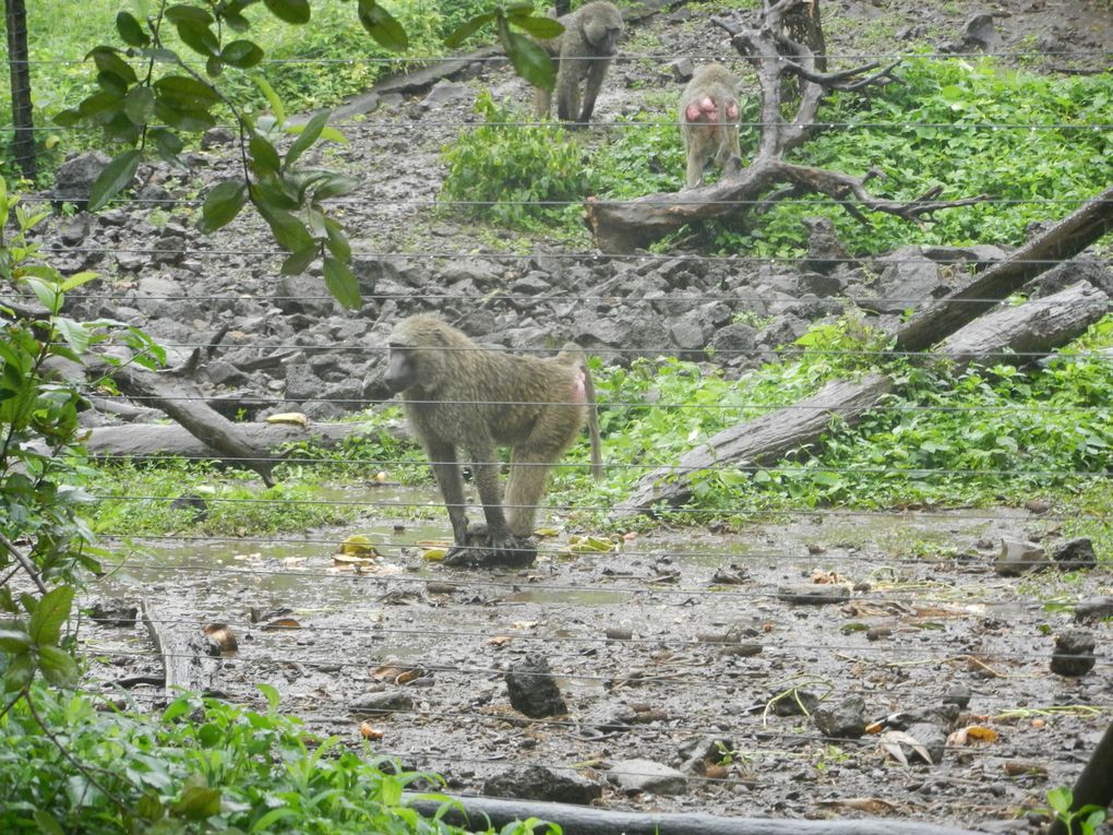 Limbé et ses plages, son parc botanique, son centre de la faune, son activité. Buea base pour le Mont Cameroun et le pont M'Fundi base pour le Nigeria