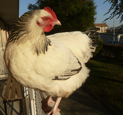 Des nouvelles de la Poule!