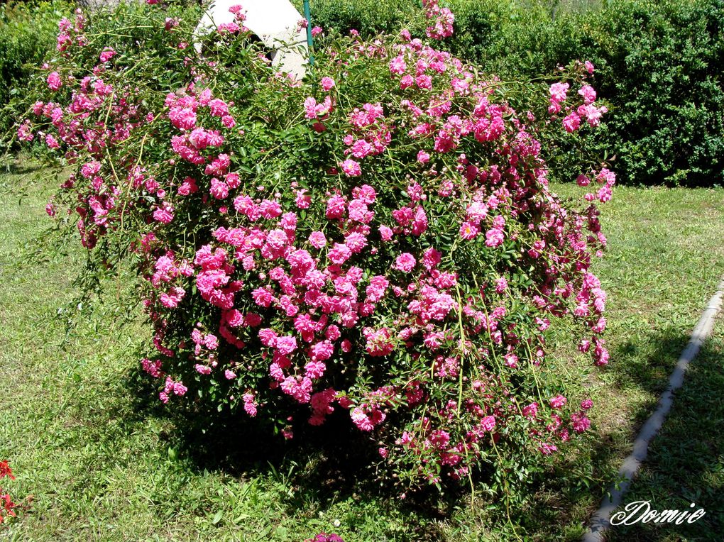 Clichés de fleurs et plantes pris au gré de mes promenades...