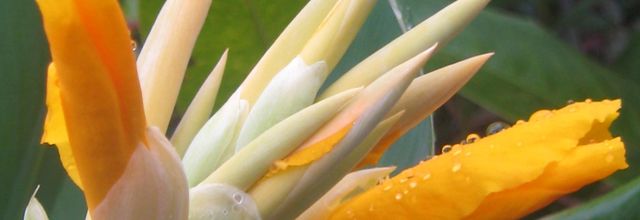 Boutons de Fleurs au Jardin