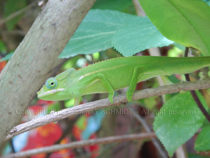 Album - Faune-Reptiles