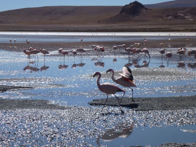 Album - Bolivie