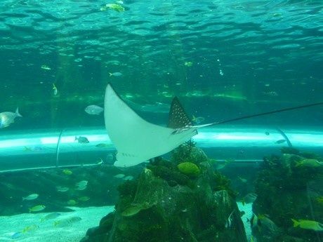Album - Sydney Aquarium + WildlifeWorld