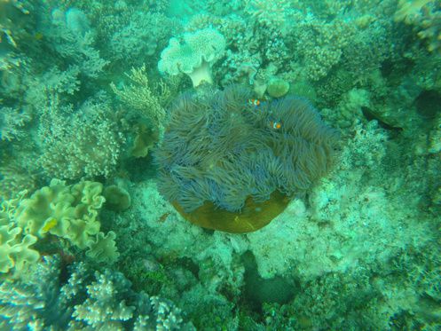 Diaporama Grande Barrière de Corail - cliquez sur les petites flèches pour voir les photos!