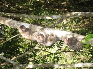 Les singes Saguis du Brésil et la plage  Lopez Mendez