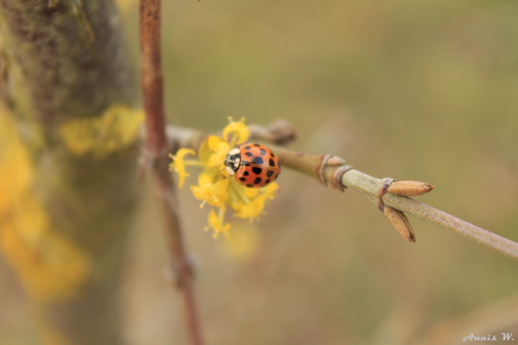 Album - Insectes