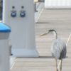 Rencontre avec un "drôle" de pêcheur...