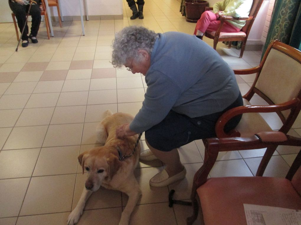 Les chiens d'éveil d'Anjou