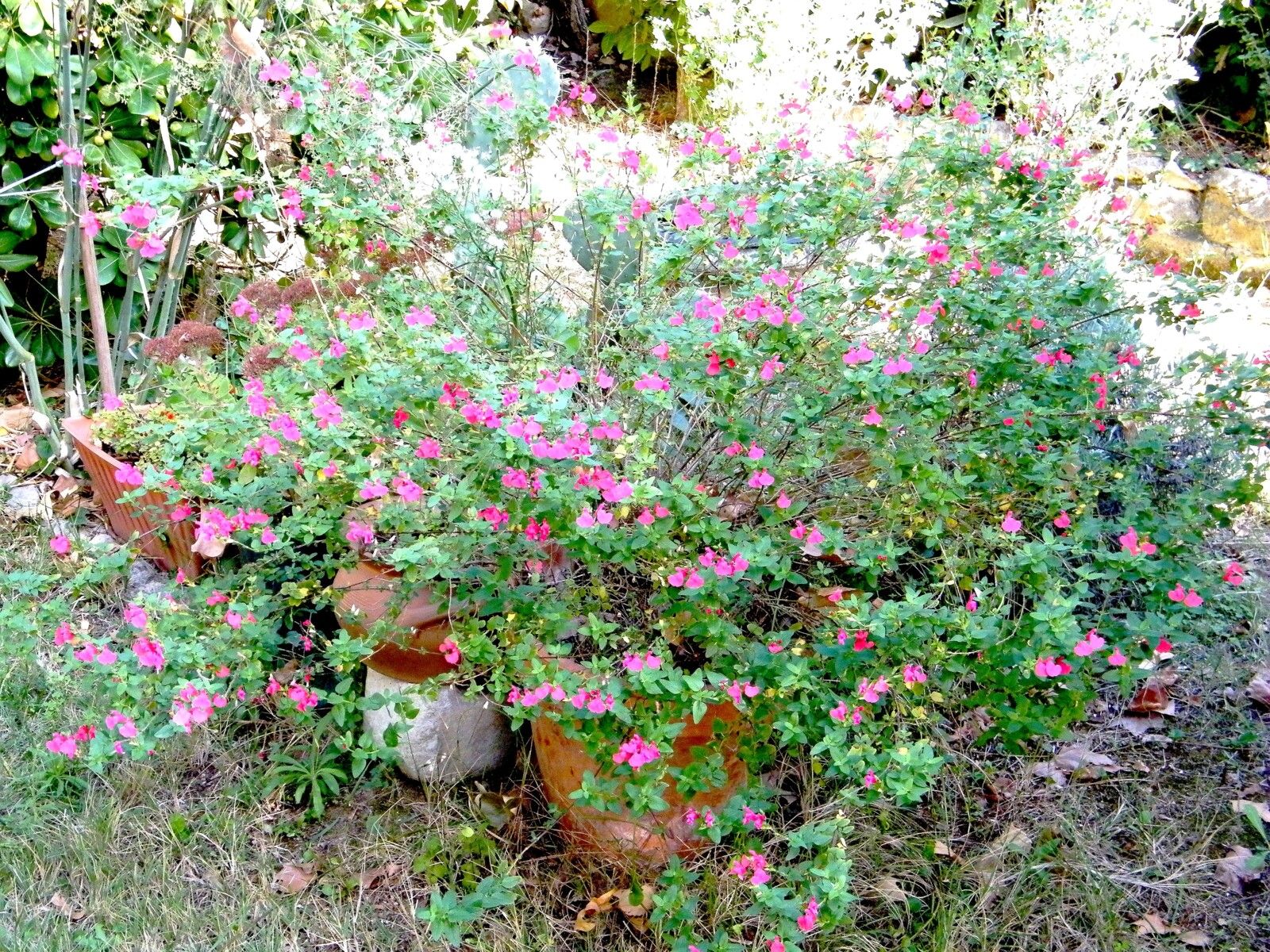 8 - sauge  "Salvia flamenco" - sauge arbusive 23.10.2024