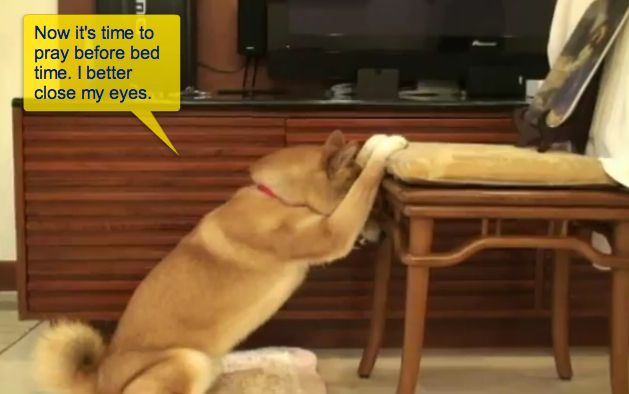 EDUCATION-SHIBA-AKITA-CHIEN-JAPONAIS