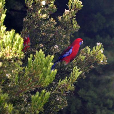 D'Apollo bay à Torquay 2