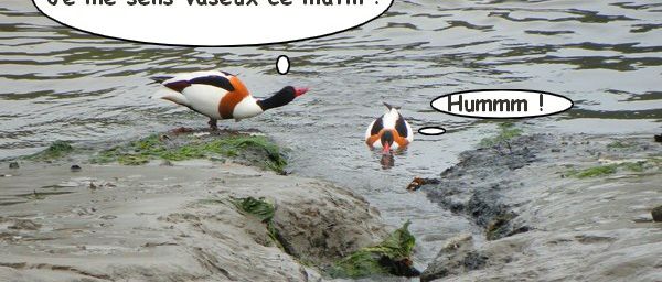 Un humour de canard...