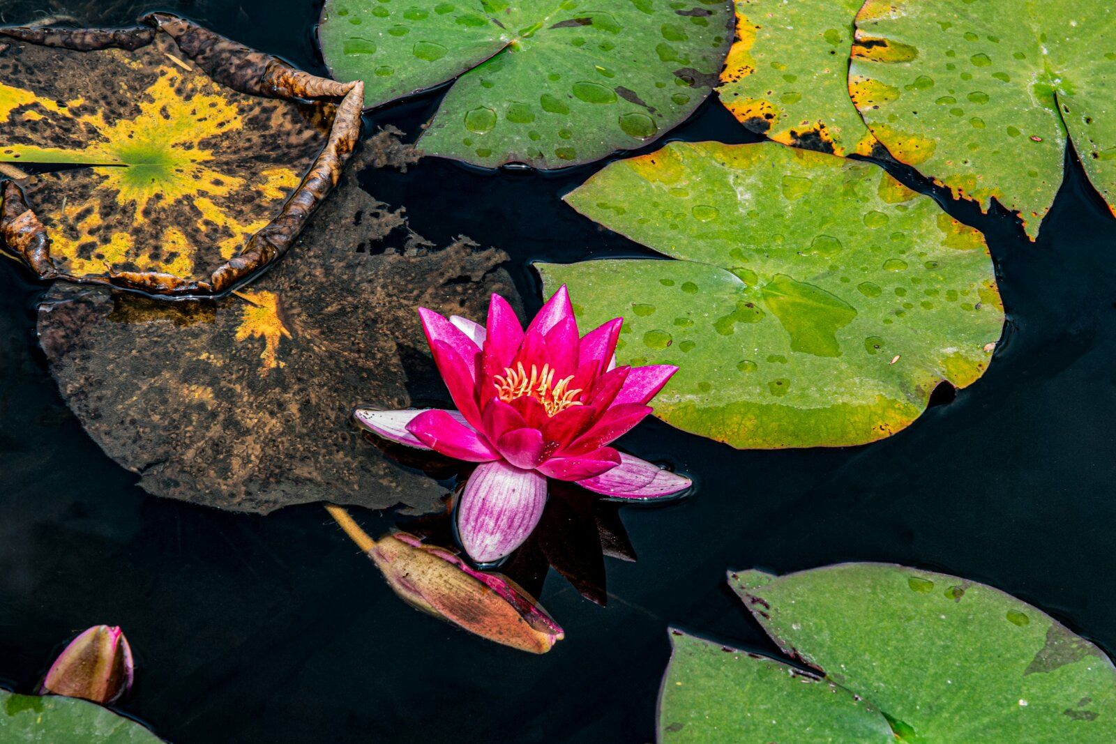 Les magnifiques jardins