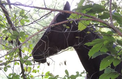 Utilisation du Cynorrhodon et apport de vitamine C : intérêt chez le cheval