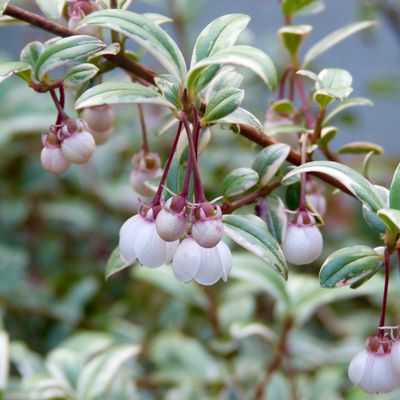 Goyavier du Chili - Ugni molinae 'Flambeau'