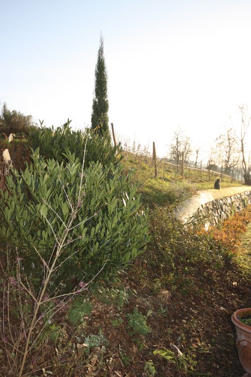 le jardin qui pousse au gres des saisons