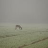 Chevreuils dans la brume