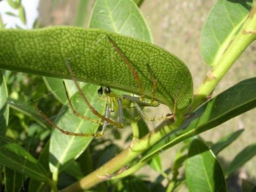 Album - Créatures de Madagascar