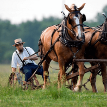 Les Amish utilisent des OGM et des pesticides, mais les taux de cancer restent très bas