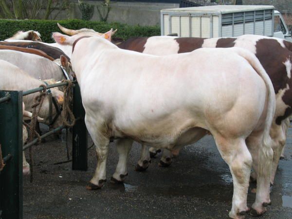 <p>Tous les vendredis avant les rameaux, a lieu à Auffay, un grand marché aux bestiaux : bovins, ovins, chevaux, lapins, colombidés, chèvres,... beaucoup d'exposants étaient présents, ainsi que les spectateurs.</p>
<p>Cependant à Auffay, nous