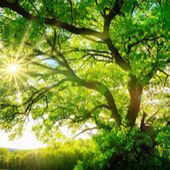 Une Déclaration des droits de l'arbre (enfin) adoptée en France