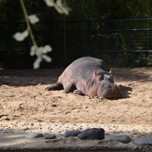 Les hippopotames au Zoo de La Palmyre - août 2023...