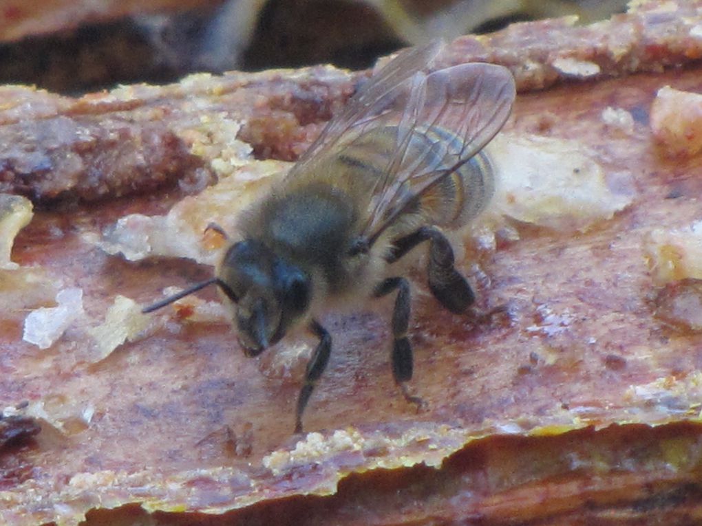 Chez un apiculteur professionnel