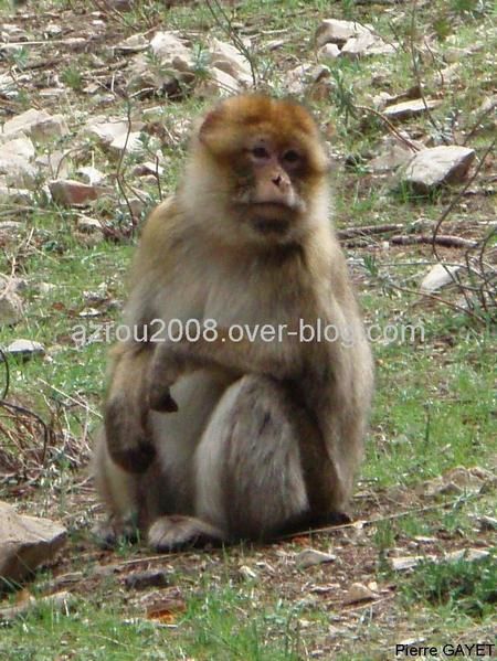 macaques de Barbarie (Macaca sylvanus) ou singe magot, dans une forêt de cèdres du moyen-Atlas marocain