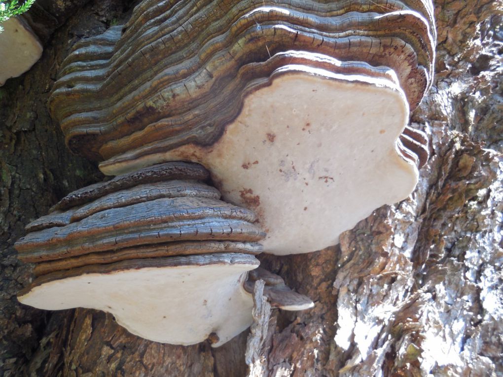 Du gîte du volcan aux Trois citernes