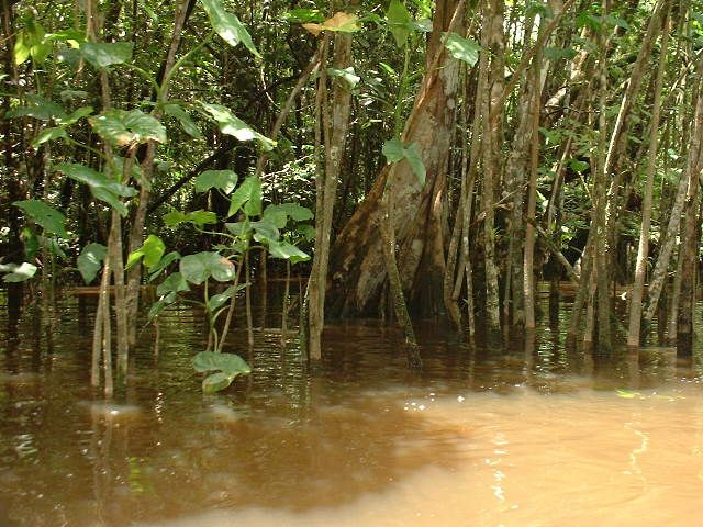 Album - guyane2-en-carnet