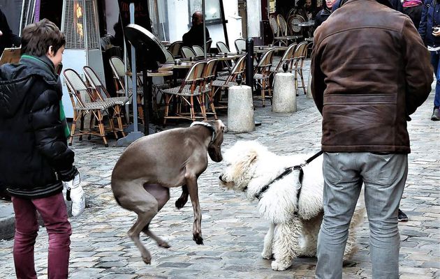 18 février. Chien volant. Rue du Mont Cenis.