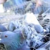 Pétition : Non au massacre de 400 pigeons à Montpellier