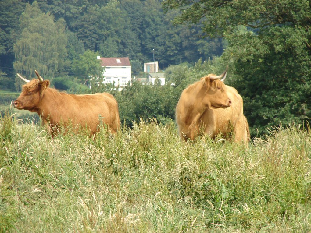 Album - Highlands-2