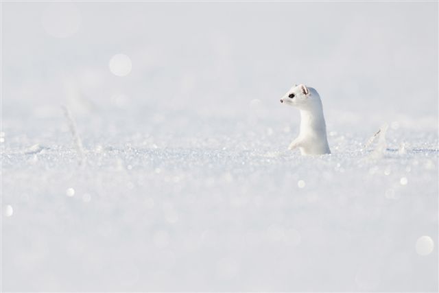 voici les resultats du concours images et neige 2012