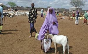 La crise alimentaire en 2013 au Sahel