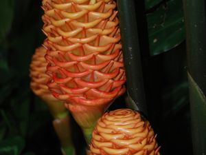 Botanic Garden de Cairns