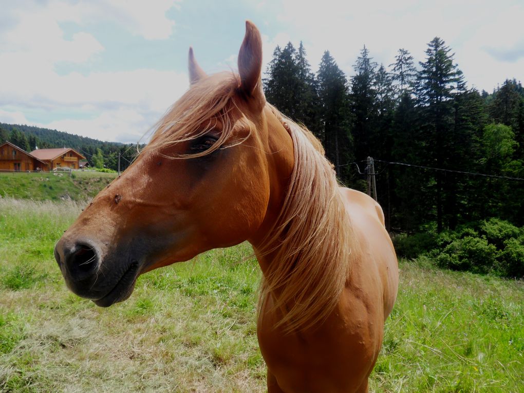 Animozzz stars !! Eh oui nos amis les animaux prennent la pose ! Voici mes photographies....juste pour vous!! Emilie alias Emy
Lancez le diaporama et bon visionnage