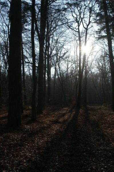 Cette journ&eacute;e ensoleill&eacute;e d'hiver est l'occasion de rep&eacute;r&eacute;r les nombreux indices de pr&eacute;sence du chevreuil, du cerf et du sanglier.