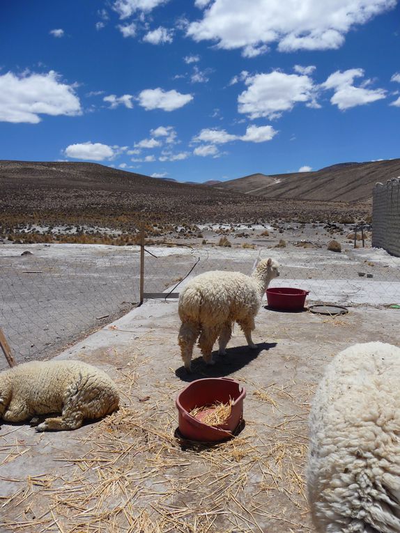 Album - 24- Arequipa-Canyon-de-Colca