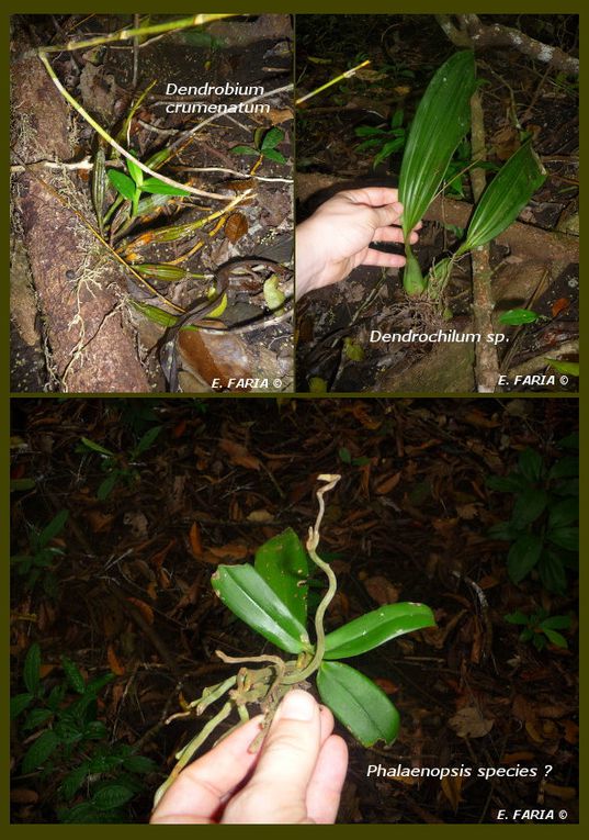 Orchidées, Forêts et autres curiosités du sud de Luzon et du nord de l'île de Mindoro aux Philippines.