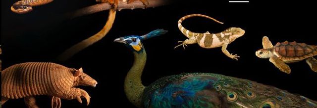 La série événement « L'Arche des espèces menacées » de retour ce soir sur National Geographic Wild