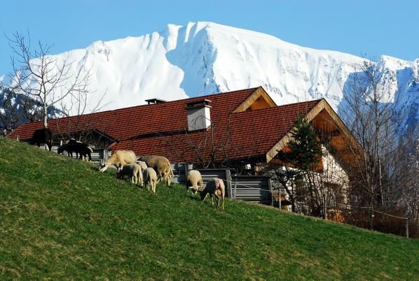 Manigod, ski, paysage de montagne sous la neige ou la verdure.<br />Bonne promenade &agrave; Manigod et ses alentours. Cha&icirc;ne des Aravis, Merdassier, La clusaz...