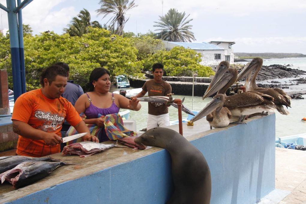 Album de mon deuxième voyage aux îles Galapagos, avec mes parents