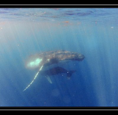 Rencontre avec les baleines 29 septembre 2012
