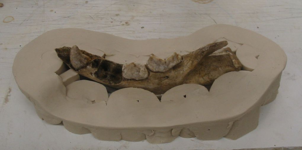 Album - moulage d'une hémi mandibule d'hyène