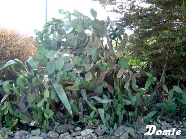 Clichés de fleurs et plantes pris au gré de mes promenades...