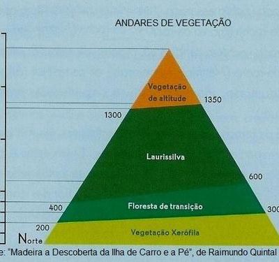 Flore : quelques plantes sauvages de Madère