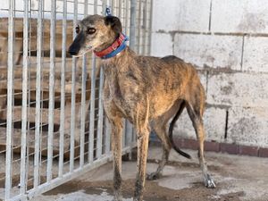 Tigresa petite galga d'Espagne a l'adoption chez sos chiens galgos